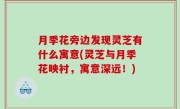 月季花旁边发现灵芝有什么寓意(灵芝与月季花映衬，寓意深远！)