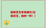 新鲜灵芝单株图片(壮美灵芝，独树一帜！)