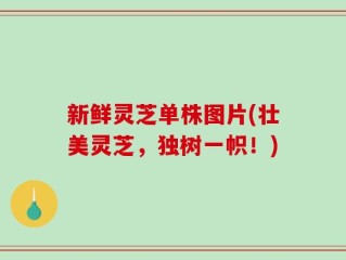 新鲜灵芝单株图片(壮美灵芝，独树一帜！)