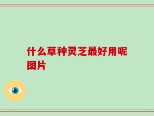 什么草种灵芝最好用呢图片