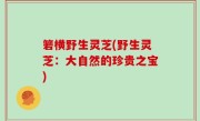 箬横野生灵芝(野生灵芝：大自然的珍贵之宝)