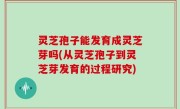灵芝孢子能发育成灵芝芽吗(从灵芝孢子到灵芝芽发育的过程研究)