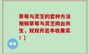 草莓与灵芝的套种方法视频草莓与灵芝同台共生，双双开出丰收果实！)