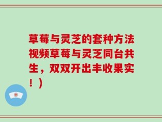 草莓与灵芝的套种方法视频草莓与灵芝同台共生，双双开出丰收果实！)