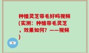种植灵芝带毛好吗视频(实测：种植带毛灵芝，效果如何？——视频)