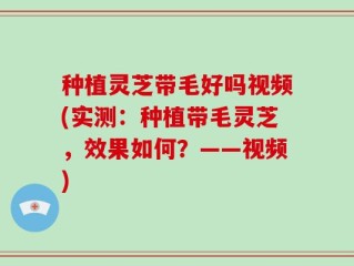 种植灵芝带毛好吗视频(实测：种植带毛灵芝，效果如何？——视频)