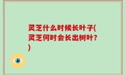 灵芝什么时候长叶子(灵芝何时会长出树叶？)