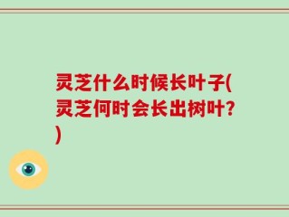 灵芝什么时候长叶子(灵芝何时会长出树叶？)