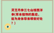 灵芝丹参三七山楂西洋参(草本植物的集结，能为身体带来哪些好处？)