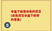 伞盖下面是白色的灵芝(白色灵芝伞盖下的奇妙景象)
