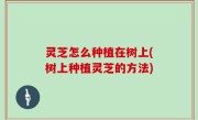 灵芝怎么种植在树上(树上种植灵芝的方法)