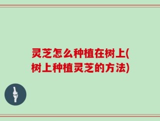 灵芝怎么种植在树上(树上种植灵芝的方法)