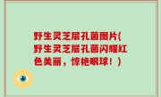 野生灵芝层孔菌图片(野生灵芝层孔菌闪耀红色美丽，惊艳眼球！)