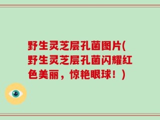 野生灵芝层孔菌图片(野生灵芝层孔菌闪耀红色美丽，惊艳眼球！)