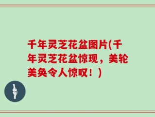 千年灵芝花盆图片(千年灵芝花盆惊现，美轮美奂令人惊叹！)