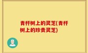青杆树上的灵芝(青杆树上的珍贵灵芝)