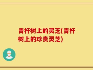 青杆树上的灵芝(青杆树上的珍贵灵芝)