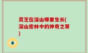 灵芝在深山哪里生长(深山密林中的神奇之草)