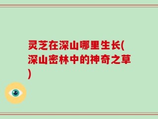 灵芝在深山哪里生长(深山密林中的神奇之草)