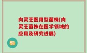 肉灵芝医用型菌株(肉灵芝菌株在医学领域的应用及研究进展)
