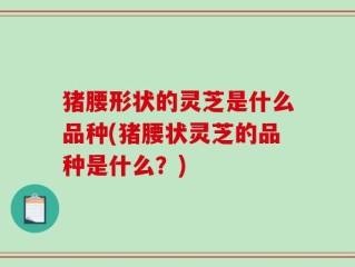 猪腰形状的灵芝是什么品种(猪腰状灵芝的品种是什么？)