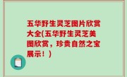 五华野生灵芝图片欣赏大全(五华野生灵芝美图欣赏，珍贵自然之宝展示！)