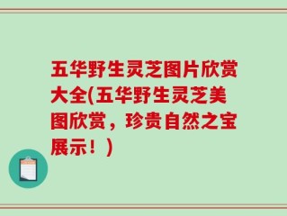 五华野生灵芝图片欣赏大全(五华野生灵芝美图欣赏，珍贵自然之宝展示！)