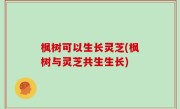 枫树可以生长灵芝(枫树与灵芝共生生长)