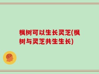 枫树可以生长灵芝(枫树与灵芝共生生长)