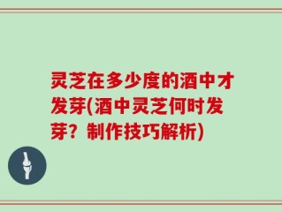 灵芝在多少度的酒中才发芽(酒中灵芝何时发芽？制作技巧解析)