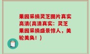 果园采摘灵芝图片真实高清(高清真实：灵芝果园采摘盛景惊人，美轮美奂！)