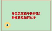 冬至灵芝孢子粉养生？种植黄瓜如何过冬