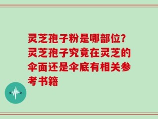 灵芝孢子粉是哪部位？灵芝孢子究竟在灵芝的伞面还是伞底有相关参考书籍