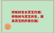 桦栎树生长灵芝作用(桦栎树与灵芝共生，提高灵芝的药用价值)