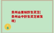 贵州山里妹野生灵芝(贵州山中野生灵芝被发现)