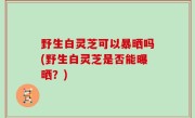 野生白灵芝可以暴晒吗(野生白灵芝是否能曝晒？)