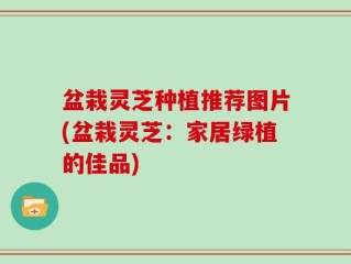 盆栽灵芝种植推荐图片(盆栽灵芝：家居绿植的佳品)