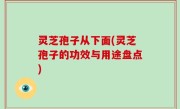 灵芝孢子从下面(灵芝孢子的功效与用途盘点)