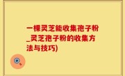 一棵灵芝能收集孢子粉_灵芝孢子粉的收集方法与技巧)