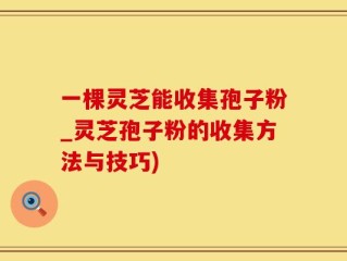 一棵灵芝能收集孢子粉_灵芝孢子粉的收集方法与技巧)