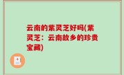 云南的紫灵芝好吗(紫灵芝：云南故乡的珍贵宝藏)