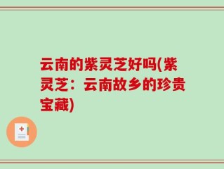 云南的紫灵芝好吗(紫灵芝：云南故乡的珍贵宝藏)