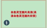 白色灵芝图片高清(高清白色灵芝图片欣赏)