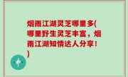 烟雨江湖灵芝哪里多(哪里野生灵芝丰富，烟雨江湖知情达人分享！)