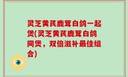 灵芝黄芪鹿茸白鸽一起煲(灵芝黄芪鹿茸白鸽同煲，双倍滋补最佳组合)