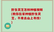 野生灵芝怎样种植视频(教你在家种植野生灵芝，不用去山上寻找！)