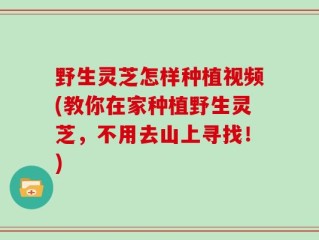 野生灵芝怎样种植视频(教你在家种植野生灵芝，不用去山上寻找！)
