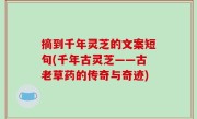 摘到千年灵芝的文案短句(千年古灵芝——古老草药的传奇与奇迹)