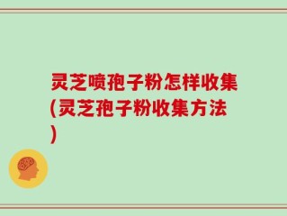 灵芝喷孢子粉怎样收集(灵芝孢子粉收集方法)