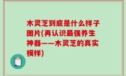 木灵芝到底是什么样子图片(再认识最强养生神器——木灵芝的真实模样)